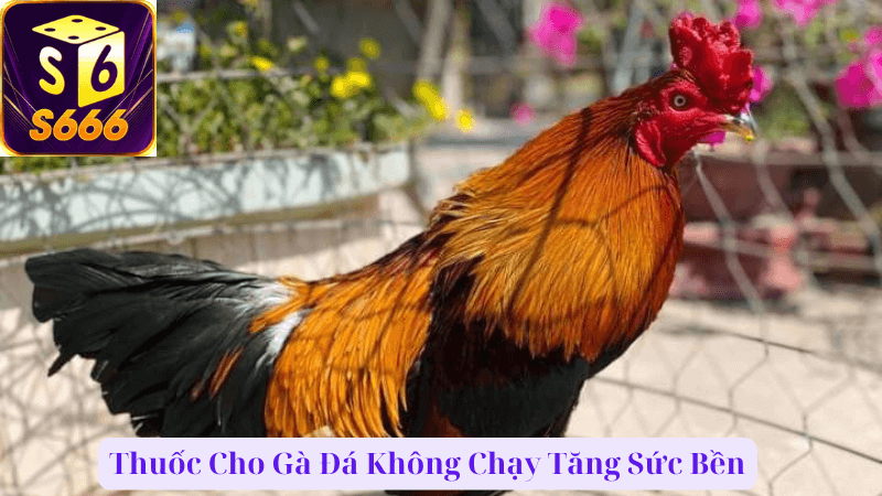 Top Thuốc Cho Gà Đá Không Chạy, Đảm Bảo Hiệu Quả Cao