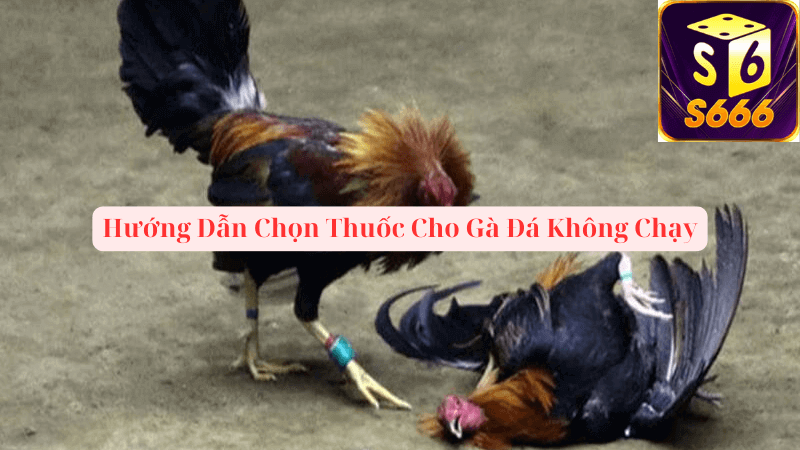 Hướng Dẫn Chọn Thuốc Cho Gà Đá Không Chạy