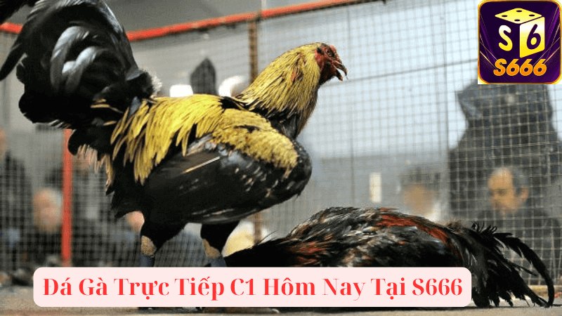 Trải nghiệm xem đá gà trực tiếp C1 tại S666