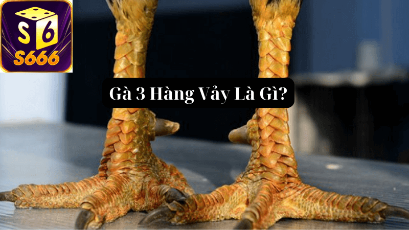 Loại Gà Đấu Được Ưa Chuộng Nhất Tại S666