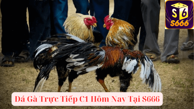 Những lý do nên xem đá gà trực tiếp C1 tại S666